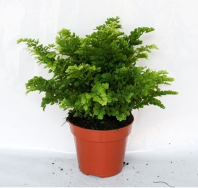 Адиантум Лиза