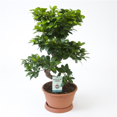 Фикус Микрокарпа Бонсай