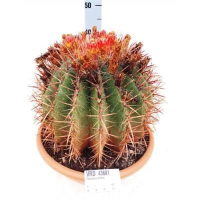 Ферокактус pilosus (Мексиканский лаймовый кактус)