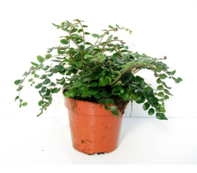 Пеллея круглолистная