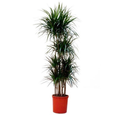 Драцена Маргината (5 стволов)