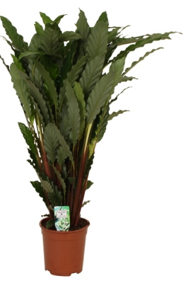 Калатея Руфибарба Тропистар