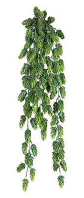 Хмель (Шишки)