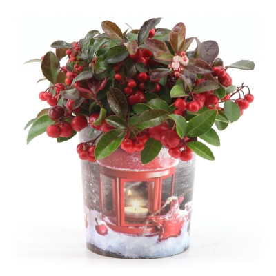 Гаултерия Биг Берри  в стакане