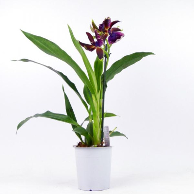 Орхидея Зигопеталум