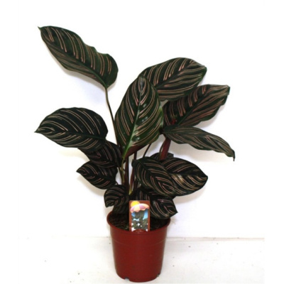 Калатея Сандериана Орната