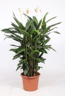 Геликония Гавайи