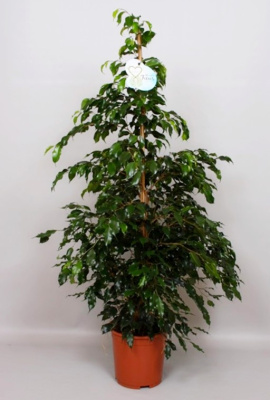 Фикус Бендж. Миднайт Леди (Полуночная Леди)