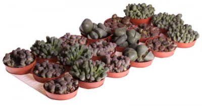 Литопс микс (живые камни)