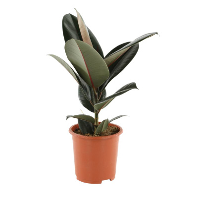 Фикус Эластика Абиджан