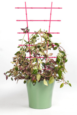 Держатель для растений  ""Лесенка"" цвет: натуральный, бирюза, бордо, зеленый флюр, оранжевый флюр