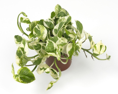 Эпипремнум Ауреум Н Джой