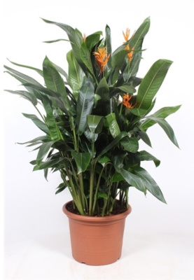 Геликония Кюрасао