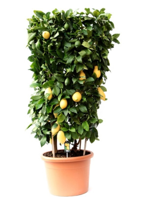 Цитрус Лимон цилиндр