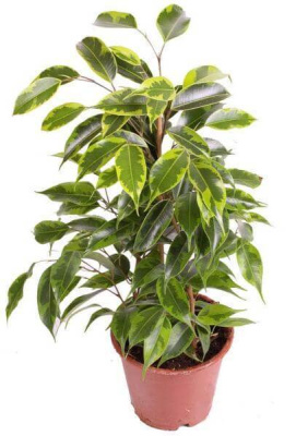 Фикус Бенджамина Анастасия