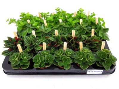 Пеперомия микс