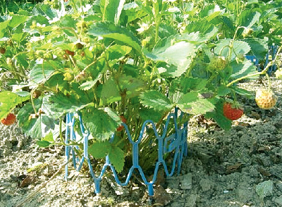 Опора (подпорка) под клубнику в наборе из 10 штук