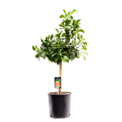 Цитрус Апельсин