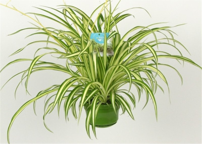 Хлорофитум Vittatum