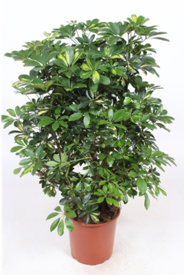 Шеффлера Голд Капелла разветвленная