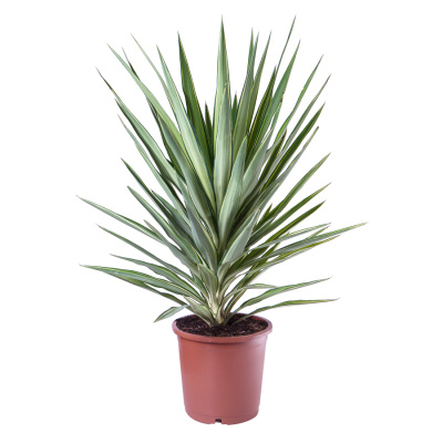 Юкка Джевел