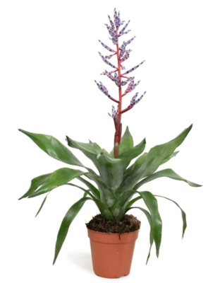 Эхмея Блу Рейн