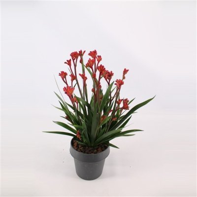 Анигозантус микс