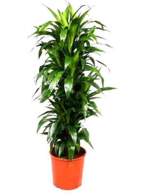 Драцена фрагранс Джанет Крейг разветвленная