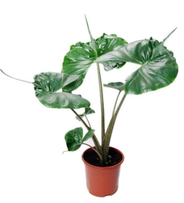 Алоказия Стингрей