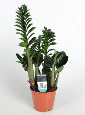 Замиокулькас Зенси