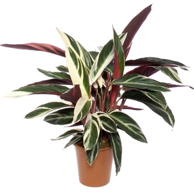 Строманта Триостар