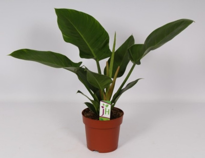 Филодендрон Империал Грин