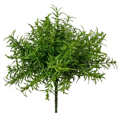 Розмарин куст