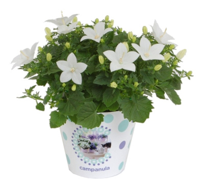 Кампанула изофилла белая