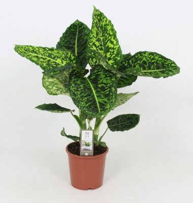 Диффенбахия Рефлектор