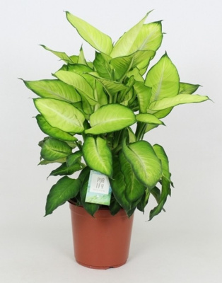 Диффенбахия Стиль Лета