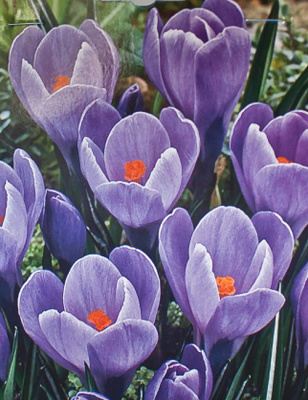 КРОКУС CROCUS GRAND MATRE 10шт