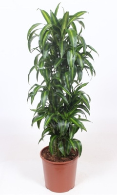 Драцена фрагранс Гавайская разветвленная