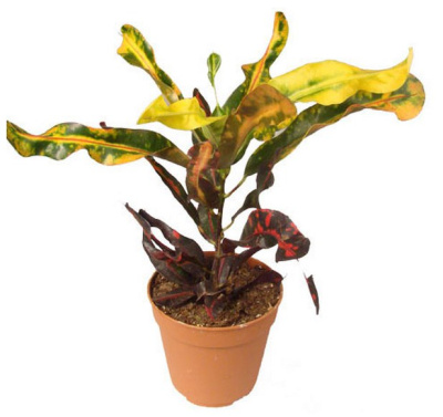 Кротон (Кодиеум) Мамми