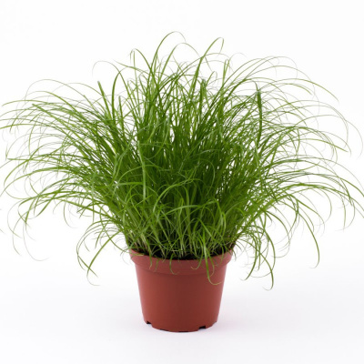 Циперус Зумила