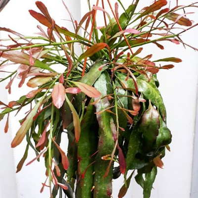 Псевдорипсалис  