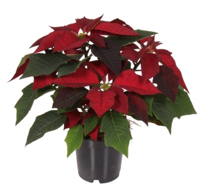 Пуансеттия Микс (Эуфорбия, молочай)