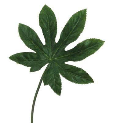 Лист Аралии