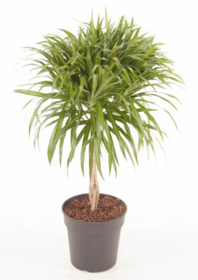 Драцена рефлекса Анита переплетенная