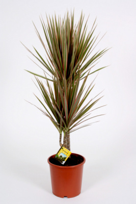 Драцена маргината Биколор (2 ствола)