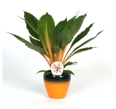 Хлорофитум Грин орандж