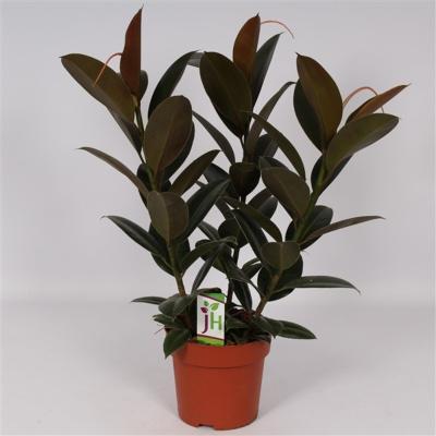 Фикус Эластика Мелани