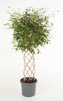 Фикус Бенджамина Экзотика решетка