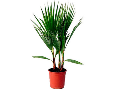 Вашингтония