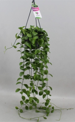 Дисхидия гребешковая